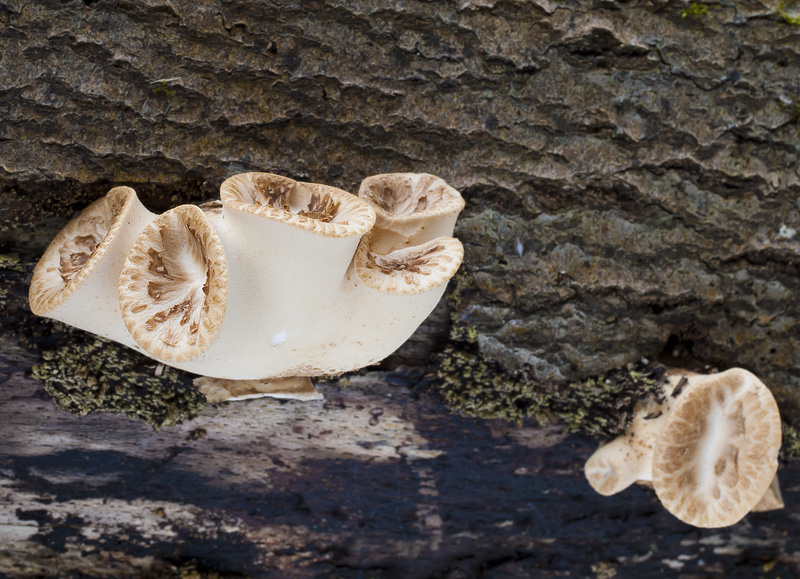 Polyporus squamosus